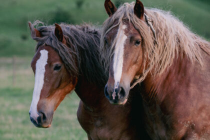 trei barbati din dambovita retinuti dupa ce au furat doi cai din arges animalele inghesuite intr o masina de transport cabaline 6a0a11e9d40ae