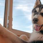 un barbat din suceava a fost condamnat la inchisoare dupa ce a ucis cu sange rece un caine husky 69f756e5bca12