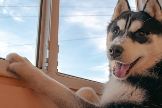 un barbat din suceava a fost condamnat la inchisoare dupa ce a ucis cu sange rece un caine husky 69f756e5bca12