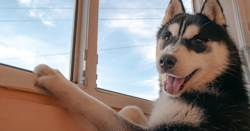 un barbat din suceava a fost condamnat la inchisoare dupa ce a ucis cu sange rece un caine husky 69f756e5bca12