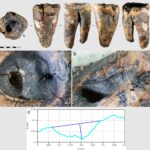 unde practicau neanderthalienii stomatologia acum 60 000 de ani 6a0c615433469