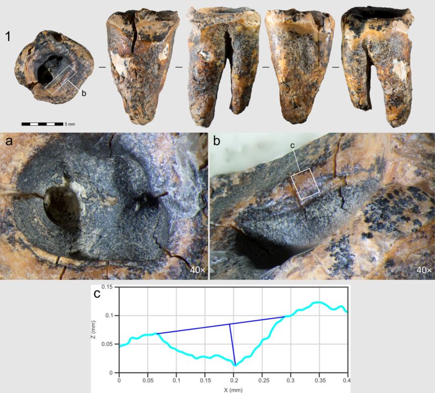 unde practicau neanderthalienii stomatologia acum 60 000 de ani 6a0c615433469