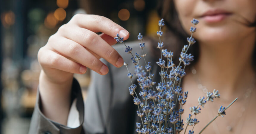 video afaceri profitabile cu miros si aroma de lavanda cum a reusit planta decorativa sa devina astazi ingredient in prajituri si cosmetice 6a00128b25e2c