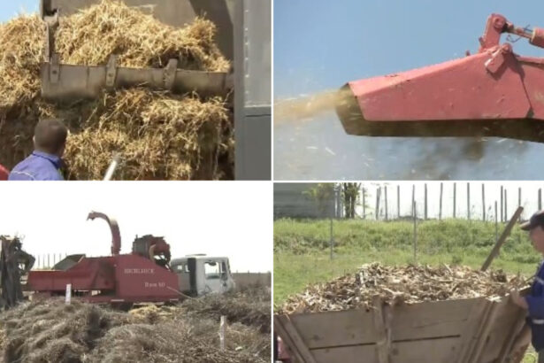 video comuna care transforma resturile vegetale din gospodarii in ingrasamant natural localnicii fac rand la utilajul cumparat de primarie 69f97b09bd19e