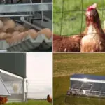 video cotetul mobil investitia care naste controverse la buzau cum va arata si ce spun oamenii despre planul primariei de a creste gaini 69fc3ffb6d9d9