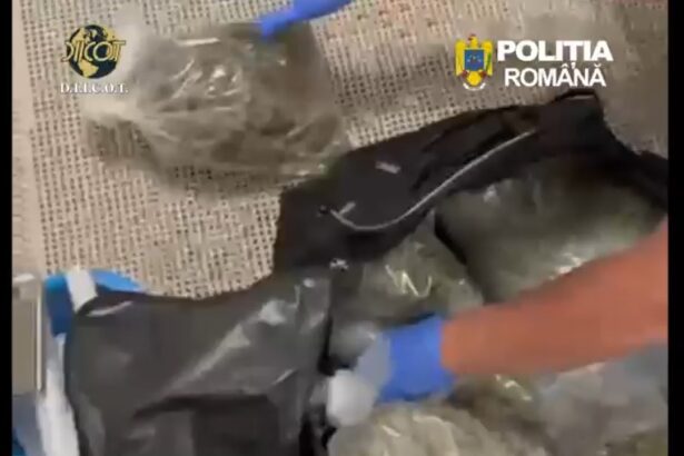 video flagrant pe a2 11 kg de canabis urmau sa ajunga pe litoral 69f4e2e274a3e