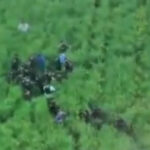 video imagini cu momentul capturarii suspectului in crima din bihor barbatul era ascuns intr un lan de rapita 69fe50de19bb2
