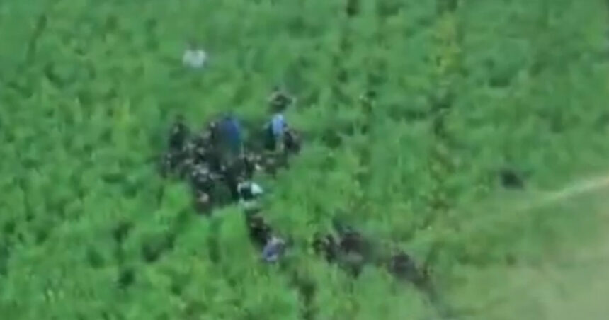 video imagini cu momentul capturarii suspectului in crima din bihor barbatul era ascuns intr un lan de rapita 69fe50de19bb2