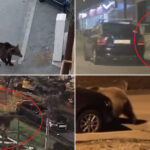 video in fiecare seara vin cosmarul romanilor din localitatile de munte ursii au revenit pe strazi animalele cauta hrana printre blocuri 69f99e4b6f3c8