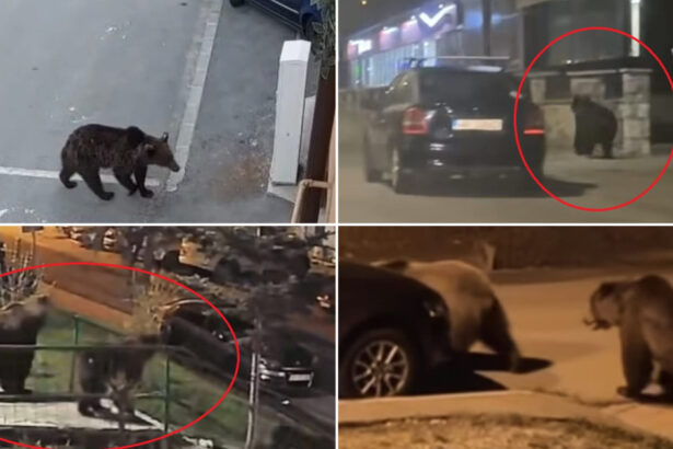 video in fiecare seara vin cosmarul romanilor din localitatile de munte ursii au revenit pe strazi animalele cauta hrana printre blocuri 69f99e4b6f3c8