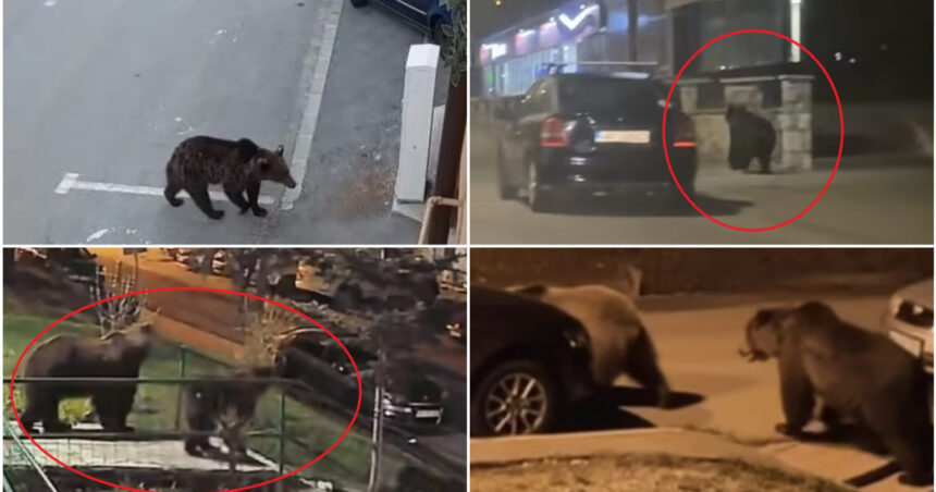 video in fiecare seara vin cosmarul romanilor din localitatile de munte ursii au revenit pe strazi animalele cauta hrana printre blocuri 69f99e4b6f3c8