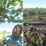 video livezi distruse de frigul de la inceputul lunii inghetul a afectat si plantatiile de stejar si frasin infiintate cu fonduri europene 69fc2c42404cc