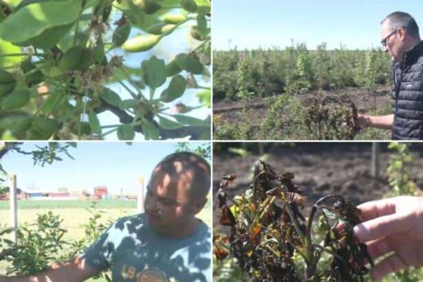 video livezi distruse de frigul de la inceputul lunii inghetul a afectat si plantatiile de stejar si frasin infiintate cu fonduri europene 69fc2c42404cc