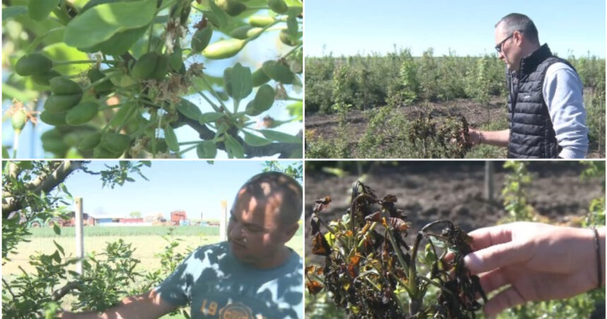 video livezi distruse de frigul de la inceputul lunii inghetul a afectat si plantatiile de stejar si frasin infiintate cu fonduri europene 69fc2c42404cc
