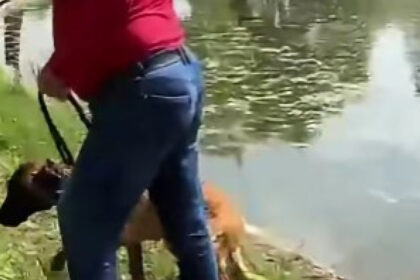 video un barbat e acuzat ca a incercat sa si inece cainele in lacul din parcul tineretului din capitala politia a deschis dosar penal 6a00637932569
