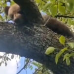 video un pui de urs blocat intr un copac a fost salvat de jandarmi langa sighisoara 69fcd1b03d641