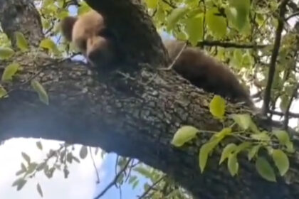 video un pui de urs blocat intr un copac a fost salvat de jandarmi langa sighisoara 69fcd1b03d641