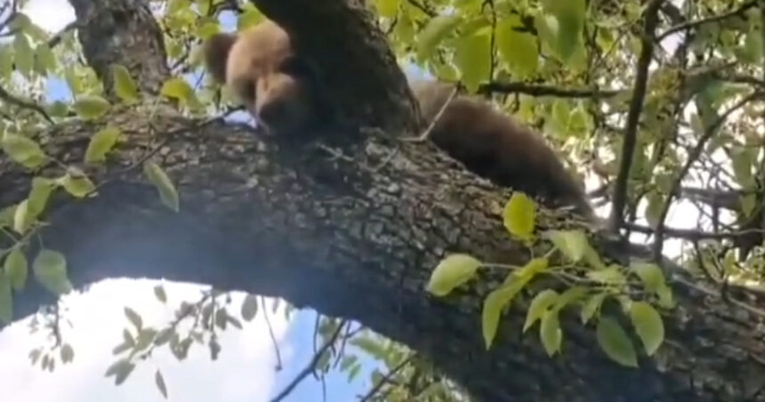 video un pui de urs blocat intr un copac a fost salvat de jandarmi langa sighisoara 69fcd1b03d641