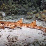 a fost descoperita o noua specie de rechin mergator ce porecla a primit 6a3942122330b