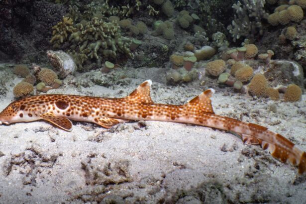 a fost descoperita o noua specie de rechin mergator ce porecla a primit 6a3942122330b