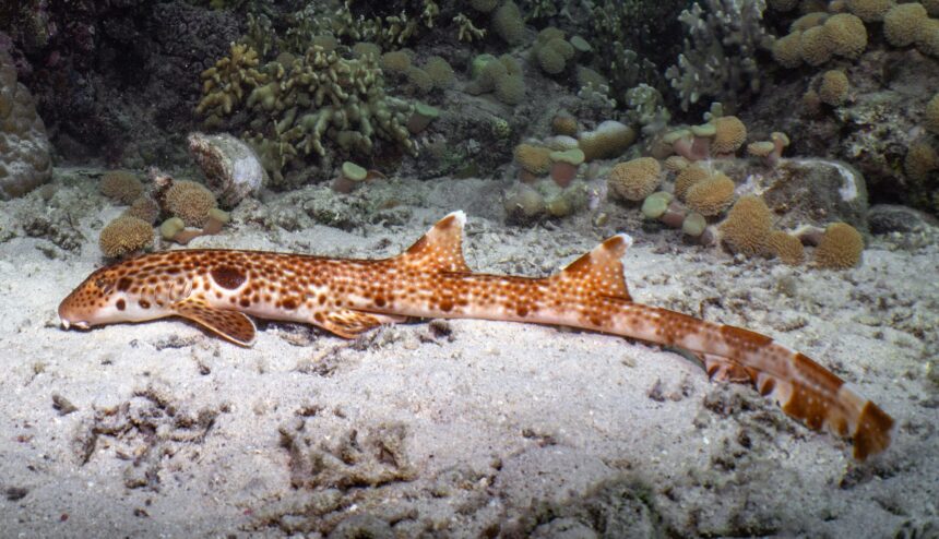 a fost descoperita o noua specie de rechin mergator ce porecla a primit 6a3942122330b