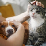 animalele de companie si stresul cercetatorii contrazic o idee populara 6a37634794ae6