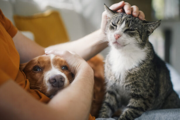 animalele de companie si stresul cercetatorii contrazic o idee populara 6a37634794ae6