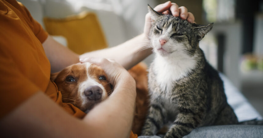 animalele de companie si stresul cercetatorii contrazic o idee populara 6a37634794ae6