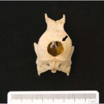 ce au descoperit arheologii intr o toaleta din secolul al xvii lea din germania 6a3d83b89651b