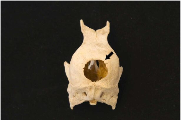 ce au descoperit arheologii intr o toaleta din secolul al xvii lea din germania 6a3d83b89651b