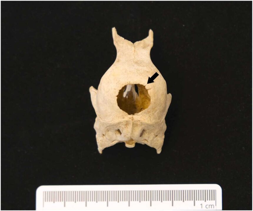 ce au descoperit arheologii intr o toaleta din secolul al xvii lea din germania 6a3d83b89651b