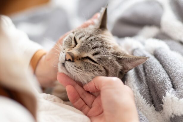 ce se intampla daca iti imbratisezi pisica atunci cand esti stresat nu te va ajuta mereu 6a355bb88d5ab