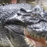 cel mai lung crocodil captiv din lume cassius a murit in australia la peste 110 ani video 6a41f1ef9ab57