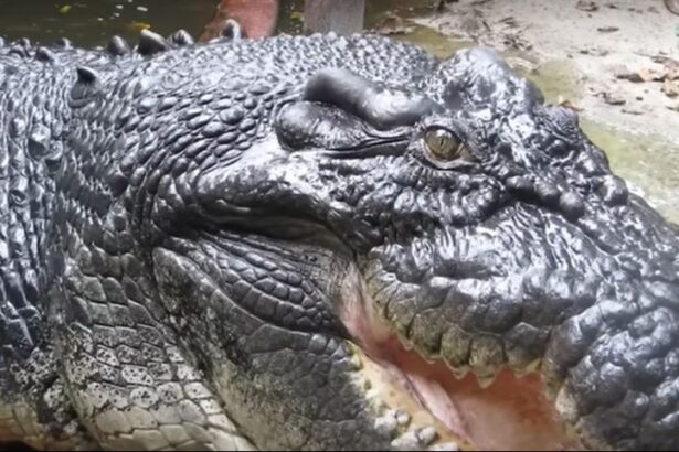 cel mai lung crocodil captiv din lume cassius a murit in australia la peste 110 ani video 6a41f1ef9ab57