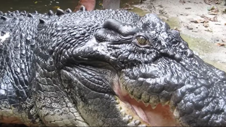 cel mai lung crocodil captiv din lume cassius a murit in australia la peste 110 ani video 6a41f1ef9ab57
