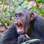 cimpanzeii reactioneaza negativ la nedreptate mai ales cand partenerii apropiati sunt in apropiere 6a2eb5d980bf3