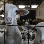 comisia europeana a extins interdictia privind exportul de ovine si caprine din romania anuntul lui tanczos barna 6a34e73691c0d