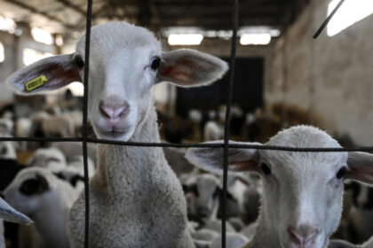 comisia europeana a extins interdictia privind exportul de ovine si caprine din romania anuntul lui tanczos barna 6a34e73691c0d