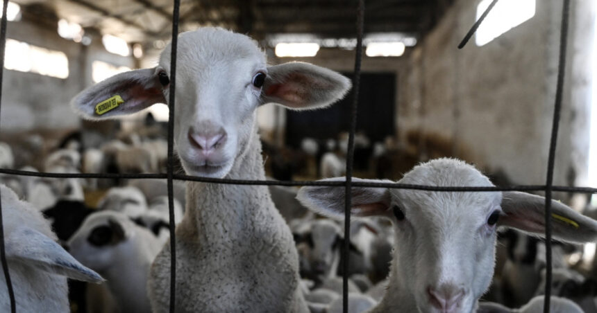 comisia europeana a extins interdictia privind exportul de ovine si caprine din romania anuntul lui tanczos barna 6a34e73691c0d