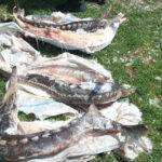 controale in delta dunarii sturioni descoperiti intr o lada frigorifica deversari ilegale in dunare si amenzi de 230 000 de lei 6a3142403b6ae