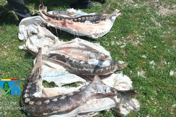controale in delta dunarii sturioni descoperiti intr o lada frigorifica deversari ilegale in dunare si amenzi de 230 000 de lei 6a3142403b6ae