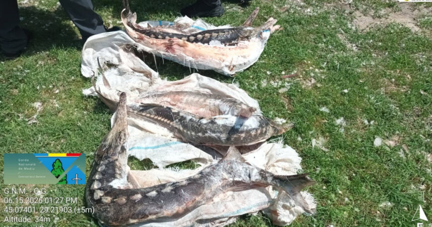 controale in delta dunarii sturioni descoperiti intr o lada frigorifica deversari ilegale in dunare si amenzi de 230 000 de lei 6a3142403b6ae