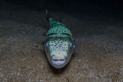 cum arata muscatura de peste iepure imaginea postata de o vedeta din romania care a fost in vacanta in grecia toti ne bucuram cand vine iepurasul 6a4017fea48bb