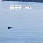 imagini spectaculoase din portul constanta delfinii si au facut aparitia printre nave 6a439dbee06ca