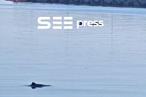imagini spectaculoase din portul constanta delfinii si au facut aparitia printre nave 6a439dbee06ca