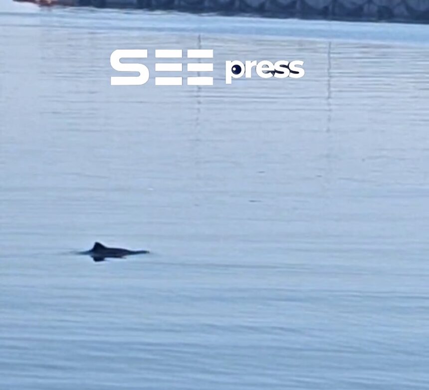 imagini spectaculoase din portul constanta delfinii si au facut aparitia printre nave 6a439dbee06ca