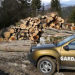 nereguli descoperite de garda forestiera intr o padure din suceava procurorii sesizati dupa taieri ilegale si furt de lemne 6a2ff0bbf3bda