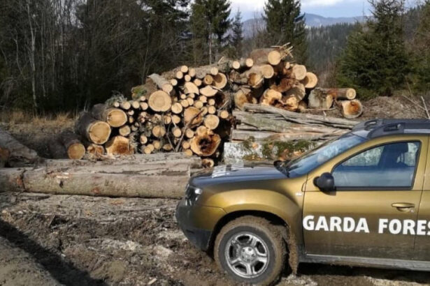 nereguli descoperite de garda forestiera intr o padure din suceava procurorii sesizati dupa taieri ilegale si furt de lemne 6a2ff0bbf3bda