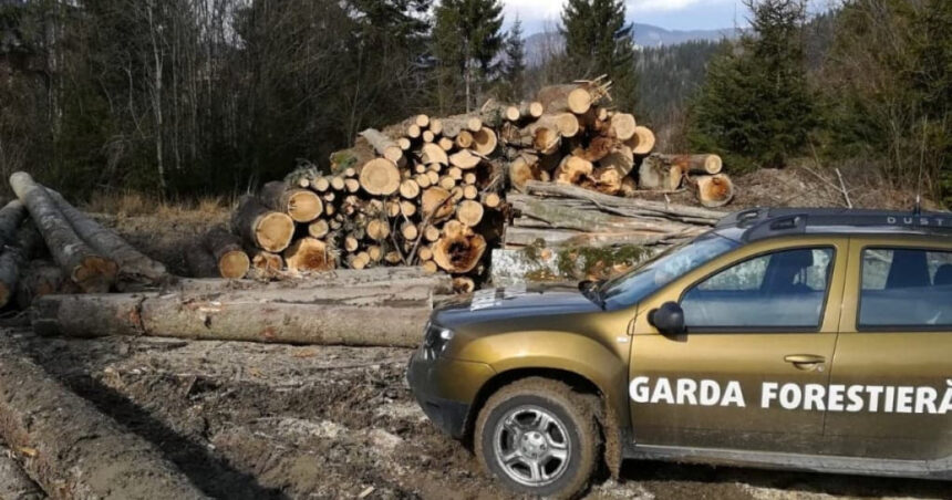 nereguli descoperite de garda forestiera intr o padure din suceava procurorii sesizati dupa taieri ilegale si furt de lemne 6a2ff0bbf3bda