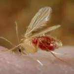 parazitii au readus la viata o anomalie din nastere a unei femei dupa zeci de ani 6a3fbd904b86e
